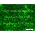 Rat Primary Alveolar Epithelial Cells